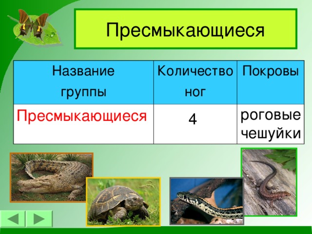 Пресмыкающиеся Название группы Количество ног Пресмыкающиеся Покровы роговые чешуйки 4