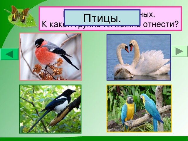 Назови этих животных.  К какой группе их можно отнести? Птицы.