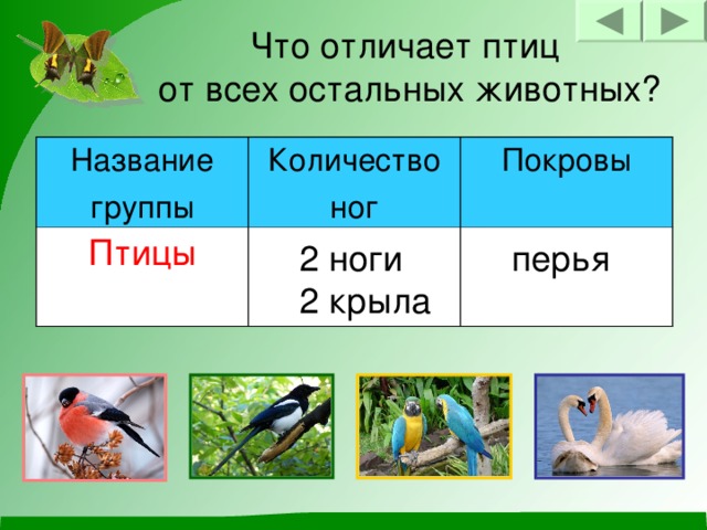 Что отличает птиц  от всех остальных животных? Название группы Количество ног Птицы Покровы 2 ноги 2 крыла перья