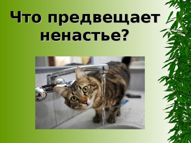 Что предвещает ненастье?