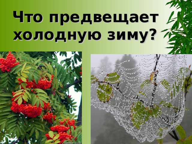 Что предвещает холодную зиму?