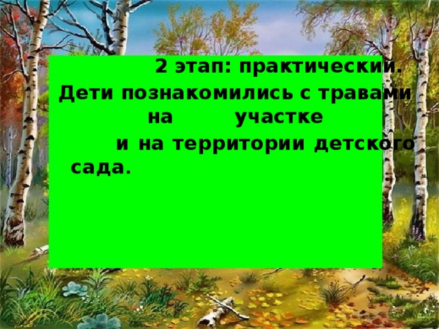 2 этап: практический. Дети познакомились с травами на участке  и на территории детского сада .