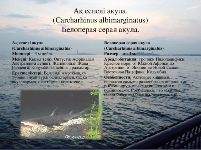 Ақ еспелі акула.  (Carcharhinus albimarginatus)  Белоперая серая акула. Ақ еспелі акула (Carcharhinus albimarginatus) Мөлшері – 3 м дейін. Мекені: Қызыл теңіз, Оңтүстік Африкадан Австралияға дейінгі, Жапониядан Жаңа Гвинеяға, Колумбияға дейінгі аралықтар. Ерекшеліктері : Белсенді жыртқыш, су түбінің алуан түрлі балықтармен, басқа акулалармен, скаттармен қоректенеді. Белоперая серая акула ( Carcharhinus albimarginatus) Размер – до 3 м. Ареал обитания: тропики Индопацифики: Красное море, от Южной Африки до Австралии, от Японии до Новой Гвинеи, Восточная Пацифика: Колумбия. Особенности: Активные хищники, питаются самыми разнообразными донными рыбами, другими акулами, скатами и осьминогами. Сообщалось, что молодые особи более любопытны, чем взрослые.