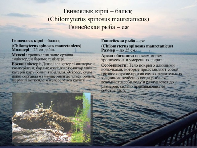 Гвинеялық кірпі – балық  (Chilomyterus spinosus mauretanicus)  Гвинейская рыба – еж Гвинеялық кірпі – балық (Chilomyterus spinosus mauretanicus)  Мөлшері – 25 см дейін. Мекені: тропикалық және орташа ендіктердің барлық теңіздері. Ерекшеліктері : Денесі аса қатерлі инелермен көмкерілген, барлық өжет жыртқыштар үшін қатерлі қару болып табылады. Әсіресе, суды ішіне сорғанда өз мөлшерінен де үлкен болып, шермиіп кеткенде, өзгелереге аса қауіпті.   Гвинейская рыба – еж (Chilomyterus spinosus mauretanicus)  Размер – до 25 см. Ареал обитания: по всем морям тропических и умеренных широт. Особенности: Тело покрыто длинными колючками, которые представляют собой грозное оружие против самых решительных хищников, особенно когда рыба-еж всасывает в себя воду и раздувается до размеров, сильно превышающих ее собственный.