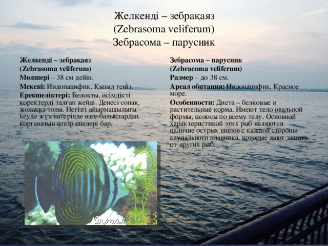 Желкенді – зебрақаяз  (Zebrasoma veliferum)  Зебрасома – парусник Желкенді – зебрақаяз ( Zebrasoma veliferum) Мөлшері – 38 см дейін. Мекені: Индопацифик, Қызыл теңіз. Ерекшеліктері: Белокты, өсімдікті қоректерді талғап жейді. Денесі сопақ, жолаққа толы. Негізгі айырмашылығы – кеуде жүзгіштерінде өзге балықтардан қорғанатын өткір инелері бар. Зебрасома – парусник (Zebracoma veliferum) Размер – до 38 см. Ареал обитания: Индопацифик, Красное море. Особенности: Диета – белковые и растительные корма. Имеют тело овальной формы, полосы по всему телу. Основной характеристикой этих рыб являются наличие острых шипов с каждой стороны каудального плавника, которые дают защиту от других рыб.