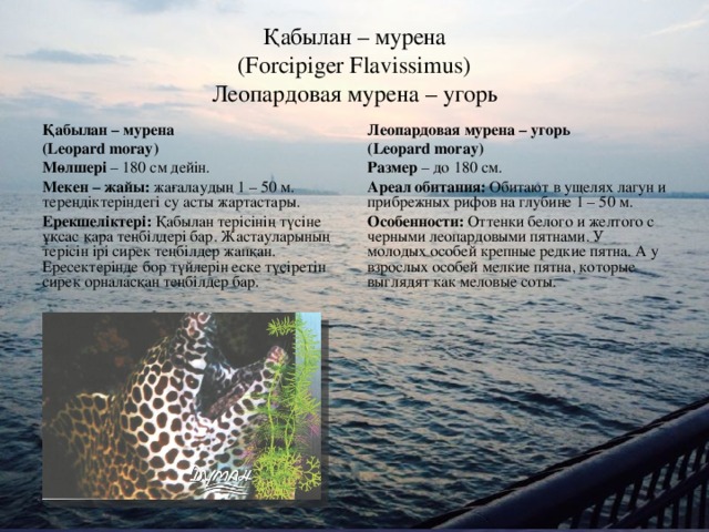 Қабылан – мурена  (Forcipiger Flavissimus)  Леопардовая мурена – угорь Қабылан – мурена (Leopard moray) Мөлшері – 180 см дейін. Мекен – жайы: жағалаудың 1 – 50 м. тереңдіктеріндегі су асты жартастары. Ерекшеліктері: Қабылан терісінің түсіне ұқсас қара теңбілдері бар. Жастауларының терісін ірі сирек теңбілдер жапқан. Ересектерінде бор түйлерін еске түсіретін сирек орналасқан теңбілдер бар. Леопардовая мурена – угорь ( Leopard moray ) Размер – до 180 см. Ареал обитания: Обитают в ущелях лагун и прибрежных рифов на глубине 1 – 50 м. Особенности: Оттенки белого и желтого с черными леопардовыми пятнами. У молодых особей крепные редкие пятна. А у взрослых особей мелкие пятна, которые выглядят как меловые соты.