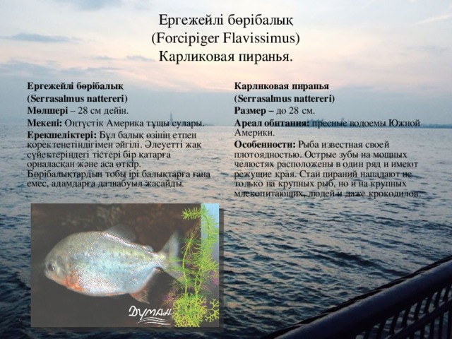 Ергежейлі бөрібалық  (Forcipiger Flavissimus)  Карликовая пиранья. Ергежейлі бөрібалық ( Serrasalmus nattereri) Мөлшері – 28 см дейін. Мекені: Оңтүстік Америка тұщы сулары. Ерекшеліктері: Бұл балық өзінің етпен қоректенетіндігімен әйгілі. Әлеуетті жақ сүйектеріндегі тістері бір қатарға орналасқан және аса өткір. Бөрібалықтардың тобы ірі балықтарға ғана емес, адамдарға да шабуыл жасайды. Карликовая пиранья ( Serrasalmus nattereri) Размер – до 28 см. Ареал обитания: пресные водоемы Южной Америки. Особенности: Рыба известная своей плотоядностью. Острые зубы на мощных челюстях расположены в один ряд и имеют режущие края. Стаи пираний нападают не только на крупных рыб, но и на крупных млекопитающих, людей и даже крокодилов.