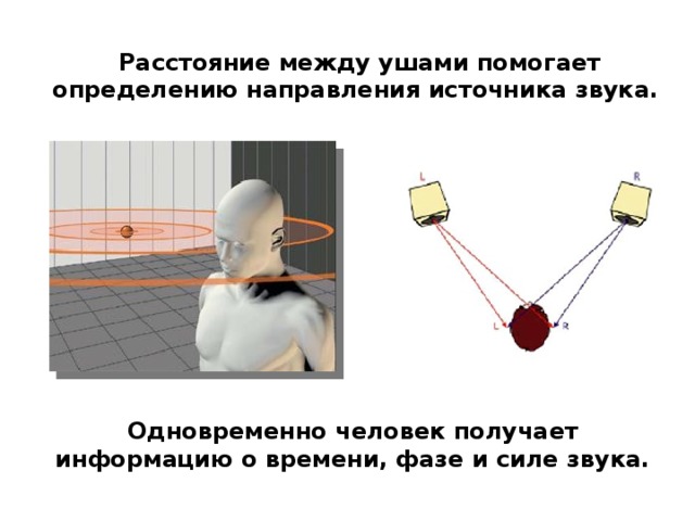 Расстояние между ушами помогает определению направления источника звука. Одновременно человек получает информацию о времени, фазе и силе звука.