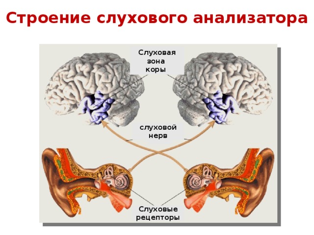 Строение слухового анализатора Слуховая зона коры слуховой нерв Слуховые рецепторы