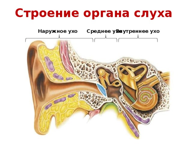 Строение органа слуха Внутреннее ухо Среднее ухо Наружное ухо