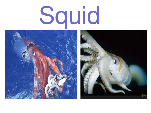 Squid