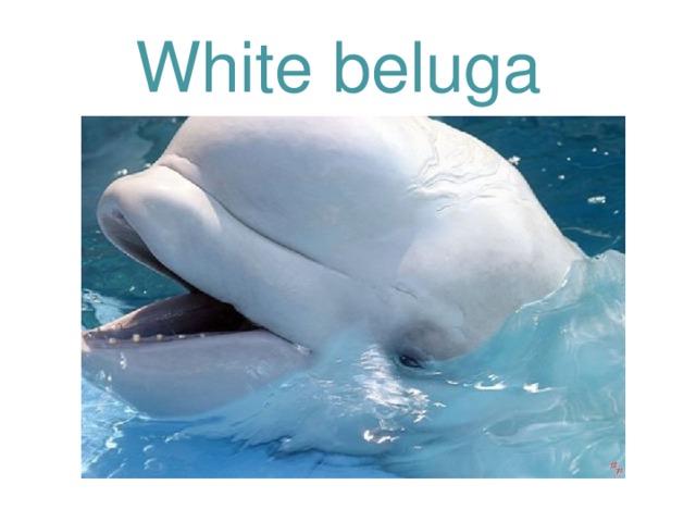 White beluga