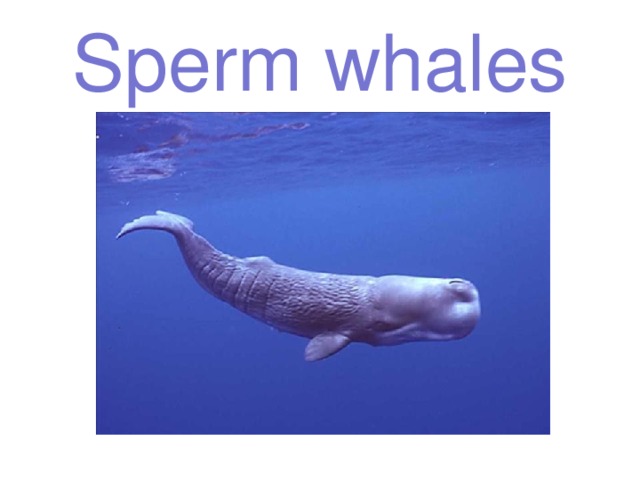 Sperm whales