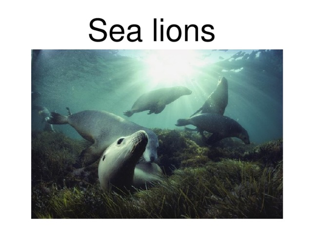 Sea lions