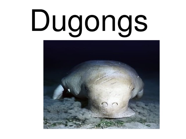 Dugongs