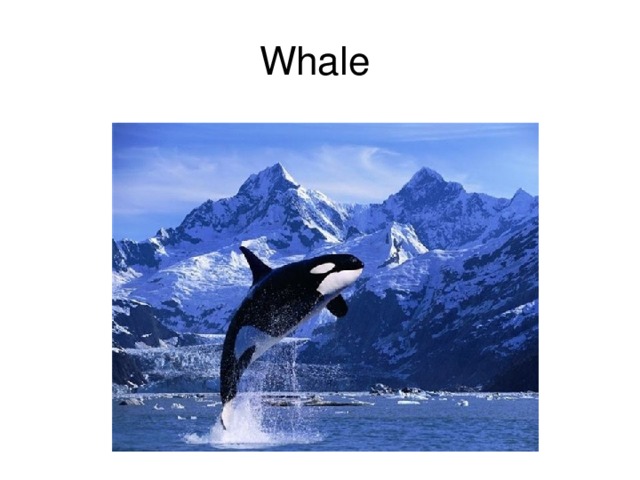 Whale