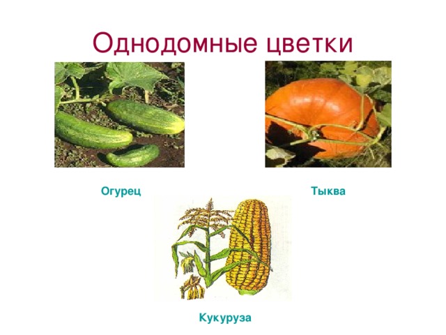 Однодомные цветки Огурец Тыква Кукуруза