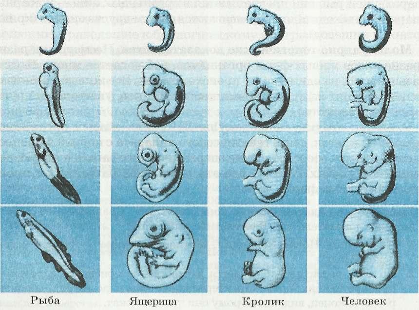 Наличие хвоста у зародыша человека на ранней. Эмбриональное развитие зародышей позвоночных. Эмбрионы животных на ранних стадиях развития. Сравнение зародышей позвоночных рыба ящерица кролик и человек. Этапы эволюции эмбриона человека.