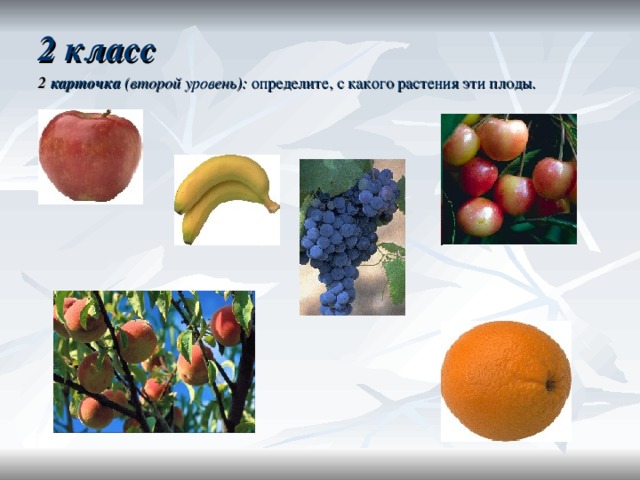 2 класс 2 карточка  (второй уровень): определите, с какого растения эти плоды.