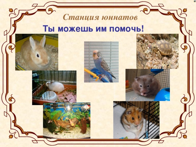 Станция юннатов Ты можешь им помочь!