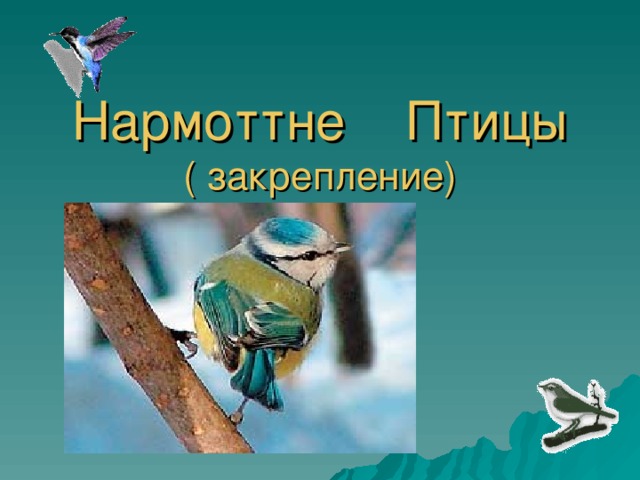 Нармоттне Птицы  ( закрепление)