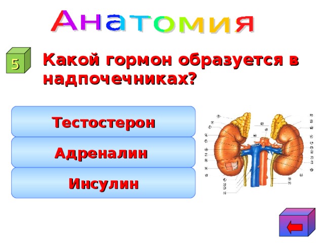 Адреналин или инсулин 6 букв