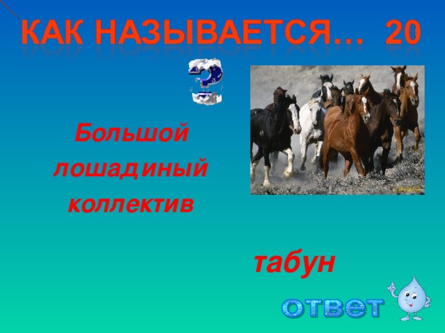 Большой лошадиный коллектив табун 4