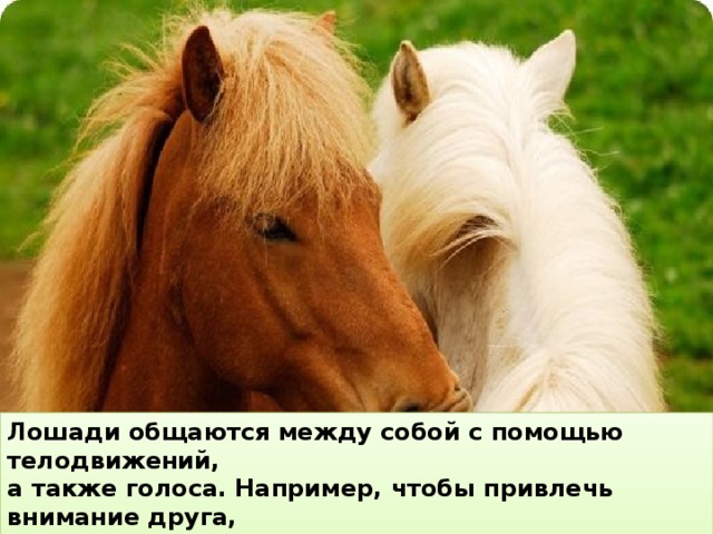 Лошади общаются между собой с помощью телодвижений, а также голоса. Например, чтобы привлечь внимание друга, лошадь использует низкое, мягкое ржание.