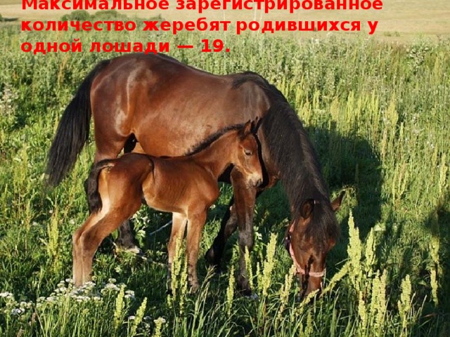 Максимальное зарегистрированное количество жеребят родившихся у одной лошади — 19.