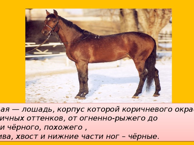 Гнедая — лошадь, корпус которой коричневого окраса различных оттенков, от огненно-рыжего до почти чёрного, похожего , а грива, хвост и нижние части ног – чёрные.