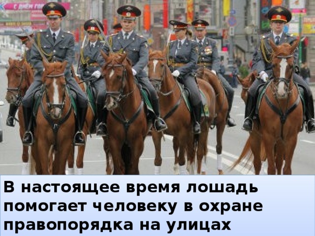 В настоящее время лошадь помогает человеку в охране правопорядка на улицах крупных городов.