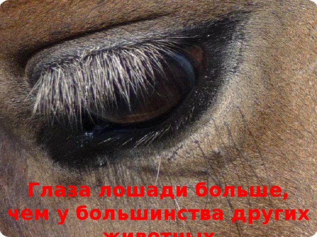 Глаза лошади больше, чем у большинства других животных