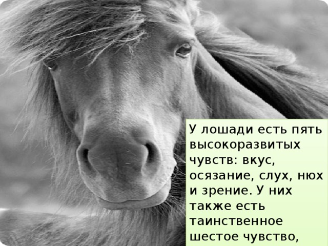 У лошади есть пять высокоразвитых чувств: вкус, осязание, слух, нюх и зрение. У них также есть таинственное шестое чувство, усиленная восприимчивость.