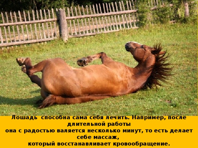 Лошадь способна сама себя лечить. Например, после длительной работы она с радостью валяется несколько минут, то есть делает себе массаж, который восстанавливает кровообращение.