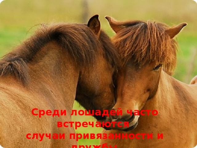 Среди лошадей часто встречаются случаи привязанности и дружбы .