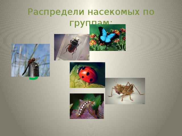 Распредели насекомых по группам:  З  ж