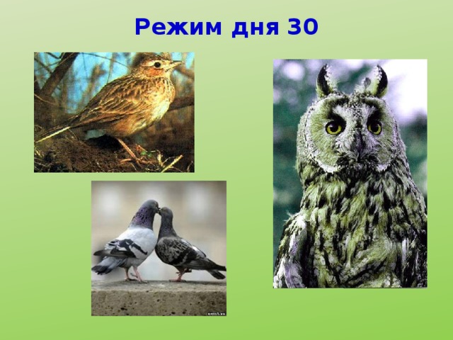 Режим дня 30