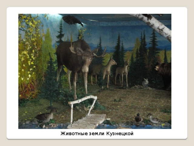 Животные земли Кузнецкой