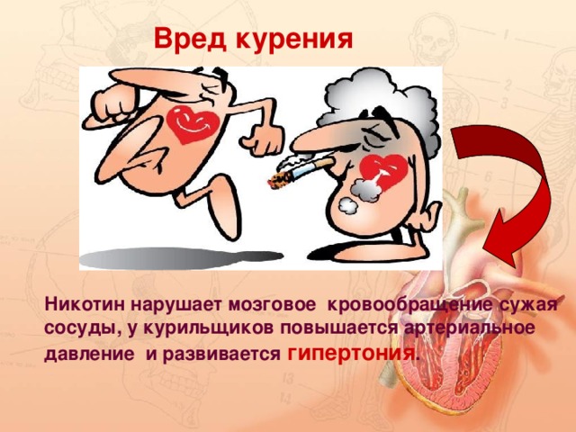 Вред курения Никотин нарушает мозговое кровообращение сужая сосуды, у курильщиков повышается артериальное давление и развивается  гипертония .