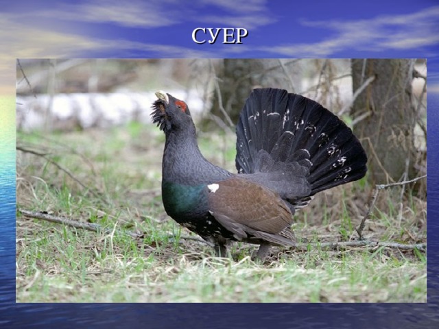 СУЕР