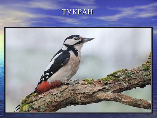 ТУКРАН