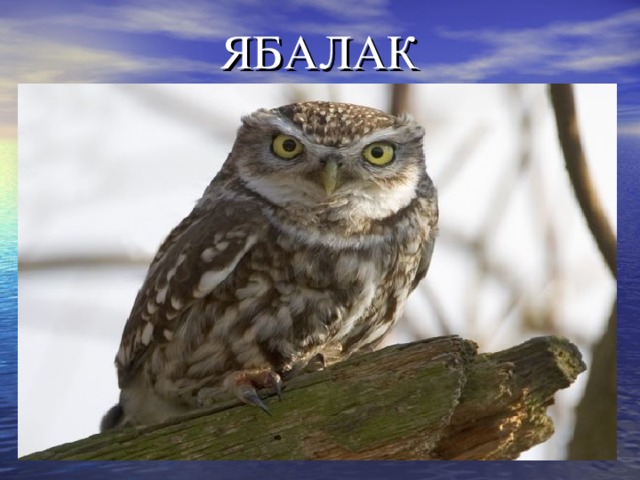 ЯБАЛАК