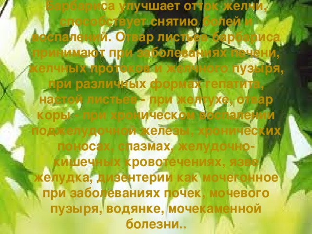 Барбариса улучшает отток желчи, способствует снятию болей и воспалений. Отвар листьев барбариса принимают при заболеваниях печени, желчных протоков и желчного пузыря, при различных формах гепатита, настой листьев - при желтухе, отвар коры - при хроническом воспалении поджелудочной железы, хронических поносах, спазмах, желудочно-кишечных кровотечениях, язве желудка, дизентерии как мочегонное при заболеваниях почек, мочевого пузыря, водянке, мочекаменной болезни..