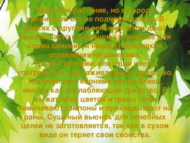 Ядовитое растение, но в народе ядовитость его не подчеркивается. В смесях с другими зельями летом дают вьюнок часто в большом количестве для корма свиньям и никаких признаков отравления не замечают.  Траву с цветами, или одни цветы, употребляют как заживляющее средство. Корневище с корнями употребляют иногда как послабляющее средство. В выжатом из цветов и травы соке намачивают тампоны и прикладывают на раны. Сушеный вьюнок для лечебных целей не заготовляется, так как в сухом виде он теряет свои свойства.