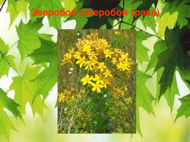 Зверобой (зверобой трава)