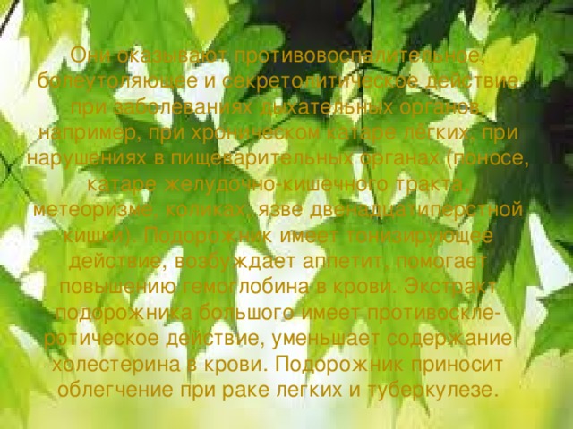 Они оказывают противовоспалительное, болеутоляющее и секретолитическое действие при заболеваниях дыхательных органов, например, при хроническом катаре лёгких, при нарушениях в пищеварительных органах (поносе, катаре желудочно-кишечного тракта, метеоризме, коликах, язве двенадцатиперстной кишки). Подорожник имеет тонизирующее действие, возбуждает аппетит, помогает повышению гемоглобина в крови. Экстракт подорожника большого имеет противоскле- ротическое действие, уменьшает содержание холестерина в крови. Подорожник приносит облегчение при раке легких и туберкулезе.