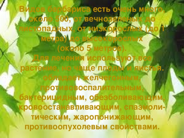 Видов барбариса есть очень много, около 500, от вечнозеленых до листопадных, от низкорослых (до 1 метра) до высокорослых  (около 5 метров).  Для лечения используют все растение, но чаще плоды и листья.  обладает желчегонным, противовоспалительным, бактерицидным, обезболивающим, кровоостанавливающим, спазмоли- тическим, жаропонижающим, противоопухолевым свойствами.