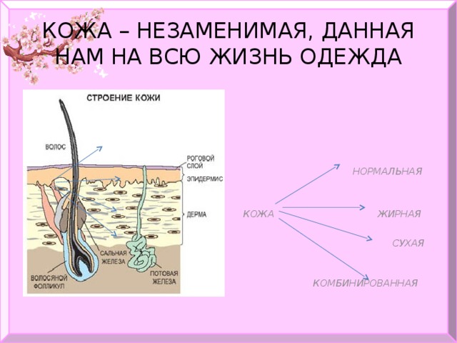 КОЖА – НЕЗАМЕНИМАЯ, ДАННАЯ НАМ НА ВСЮ ЖИЗНЬ ОДЕЖДА   НОРМАЛЬНАЯ    КОЖА ЖИРНАЯ   СУХАЯ    КОМБИНИРОВАННАЯ