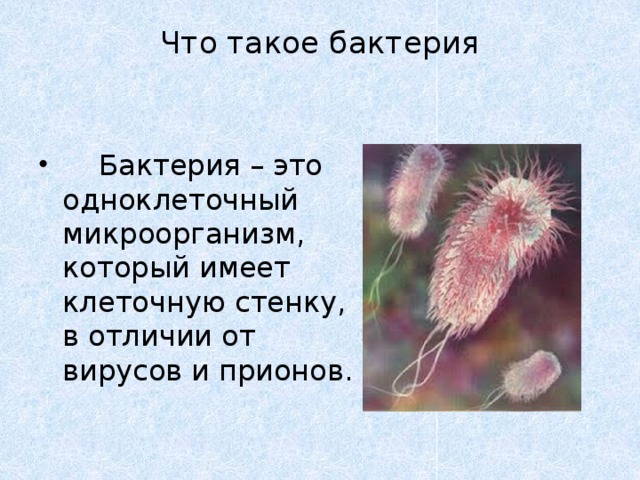 Что такое бактерия