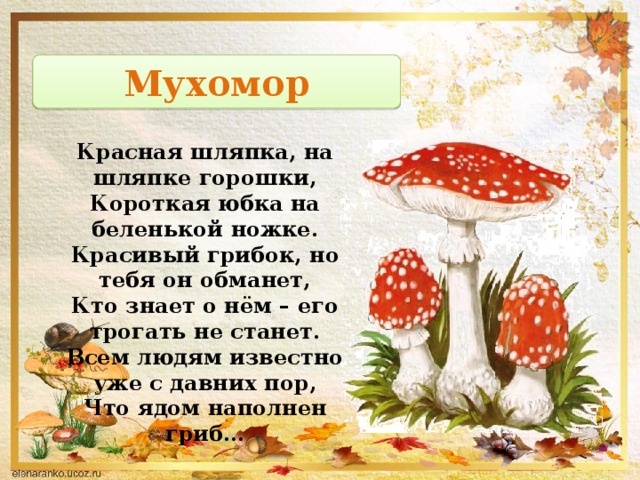 Краткое описание мухомора. Мухомор красный шляпка снизу. Мухомор шляпка снизу описание. Мухомор для детей. Стих про мухомор.